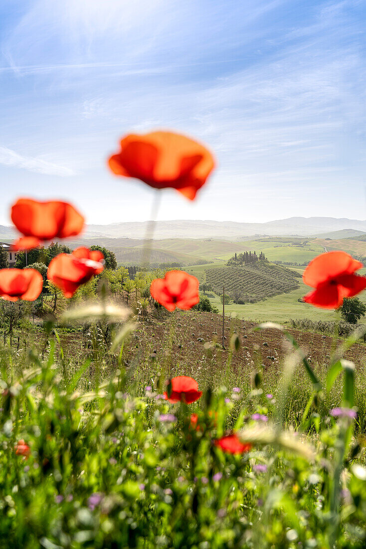 Europe, Italy, Tuscany, Val d'Orcia: Podere Belvedere view from the poppy fields