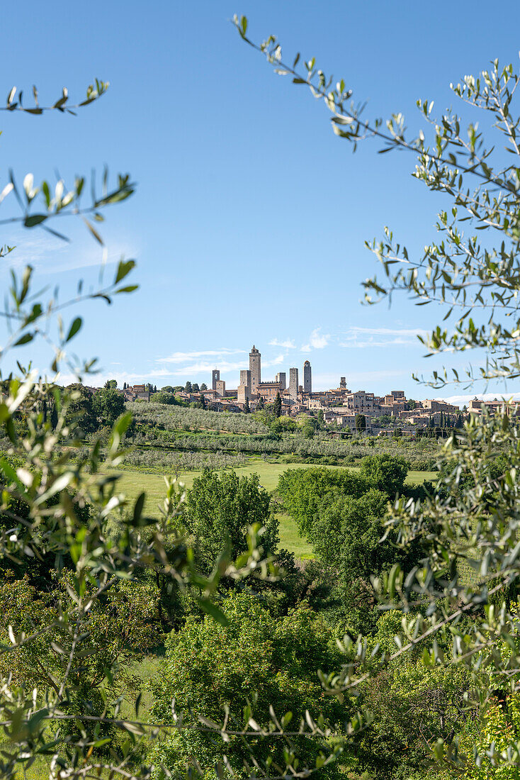 Europa, Italien, Toskana: Die mittelalterliche Skyline von San Gimignano zwischen Olivenbäumen