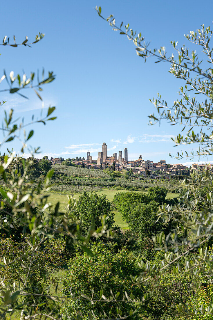 Europe, Italy, Tuscany: San Gimignano medieval skyline among olive trees