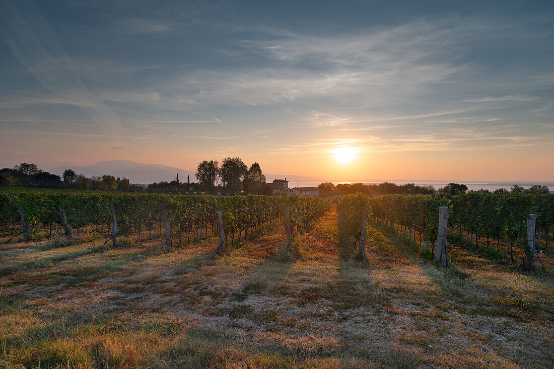 Weinberge und Pieve di S.Emiliano, Gardasee, bei Sonnenaufgang.Padenghe, Brescia, Provinz Brescia, Lombardei, Italien