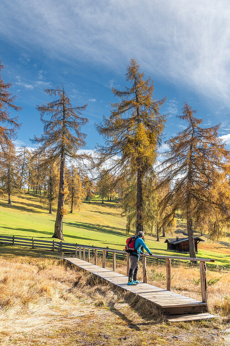 St. Genesien / Jenesien, Provinz Bozen, Südtirol, Italien. Herbst auf dem Salto, dem höchsten Lärchenhochplateau Europas.