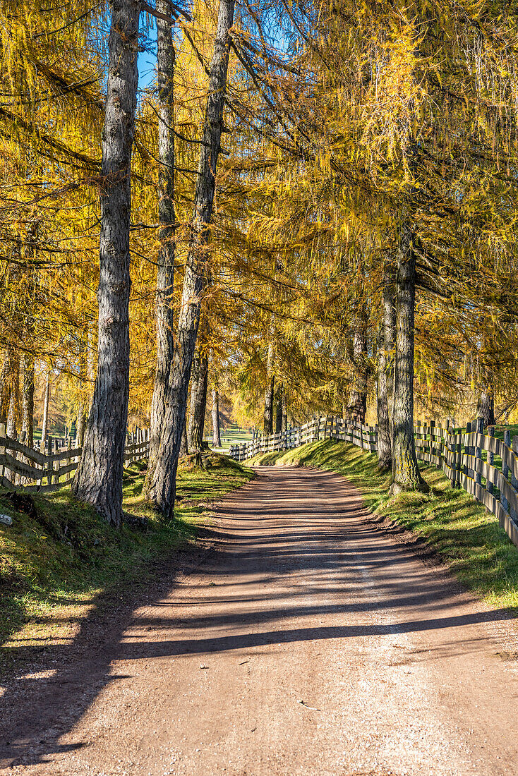 San Genesio / Jenesien, province of Bolzano, South Tyrol, Italy. Autumn on the Salto, europe’s highest larch tree high plateau.