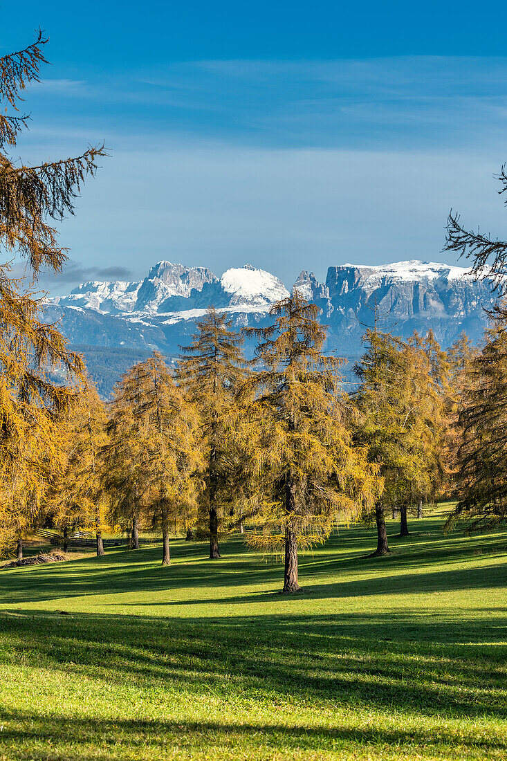 San Genesio / Jenesien, province of Bolzano, South Tyrol, Italy. Autumn on the Salto, europe’s highest larch tree high plateau. View to the Dolomites with the Mount Sassolungo and Mount Sciliar