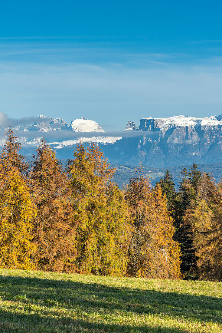 San Genesio / Jenesien, province of Bolzano, South Tyrol, Italy. Autumn on the Salto, europe’s highest larch tree high plateau. View to the Dolomites with the Mount Sassolungo and Mount Sciliar