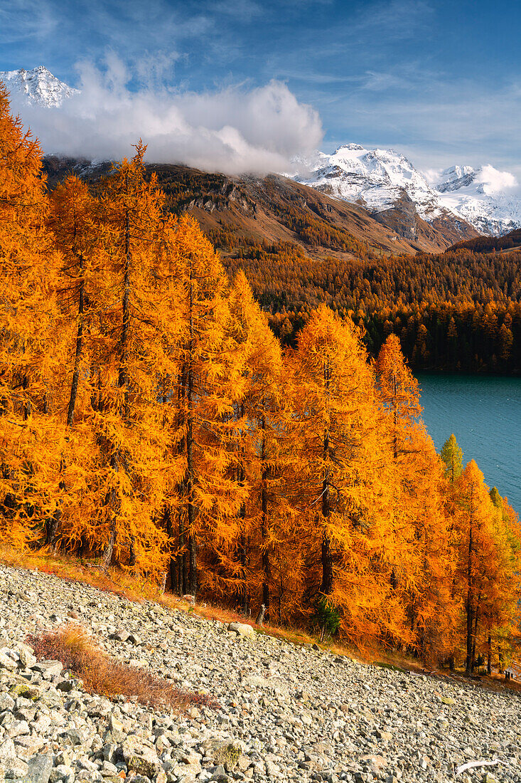 Autumn in Engadina, Sils Im Engaadin, Canton of Grisons, Switzerland, Europe.