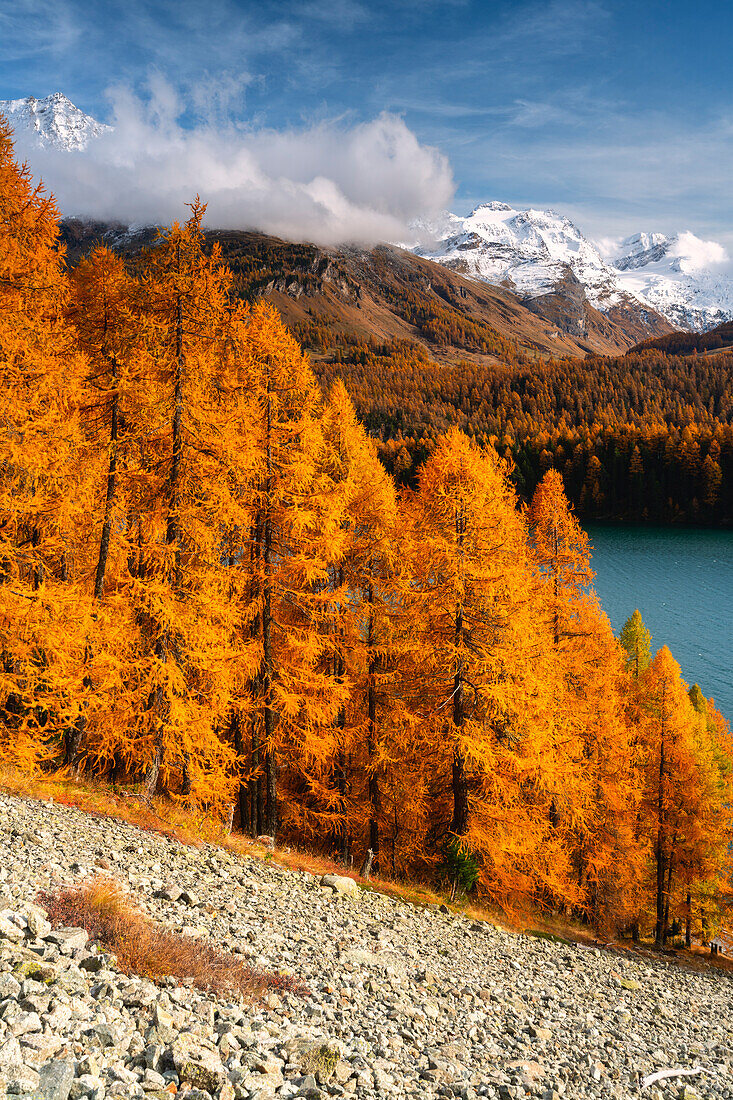 Herbst in Engadina, Sils im Engaadin, Kanton Graubünden, Schweiz, Europa.