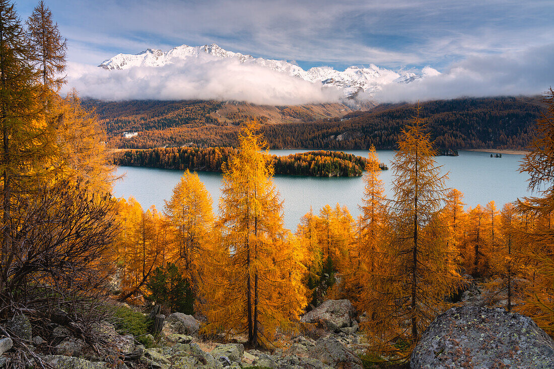 Autumn in Engadina, Sils Im Engaadin, Canton of Grisons, Switzerland, Europe.