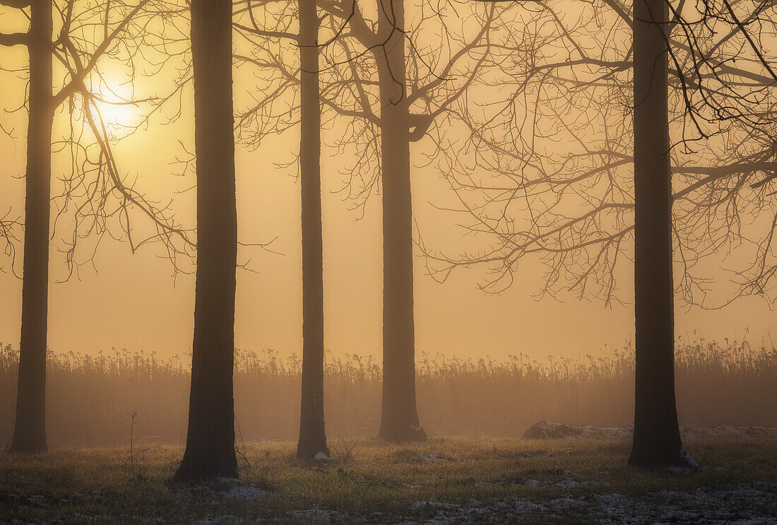 Piedmont countryside in autumn on a foggy morning,