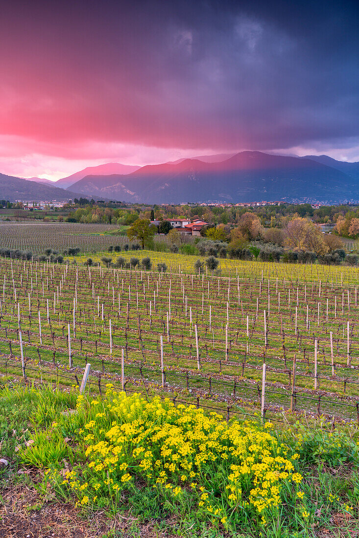 Spring season in Franciacorta, Brescia province, Lombardy district in Italy, Europe.