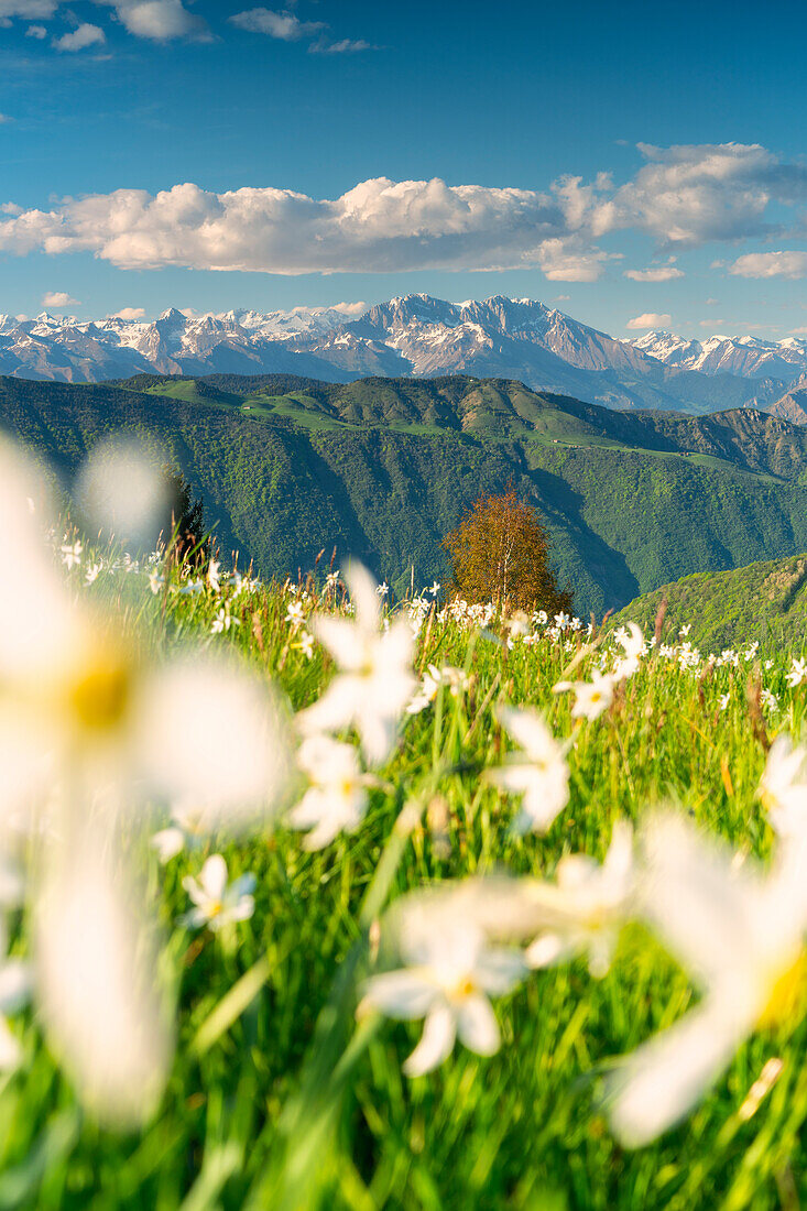 Narcissus blooming in Orobie alps, Bergamo province, Lombardy, Italy.