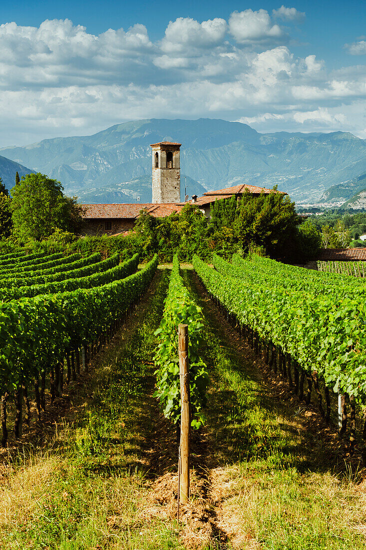Franciacorta in der Sommersaison, Provinz Brescia in der Lombardei, Italien, Europa.