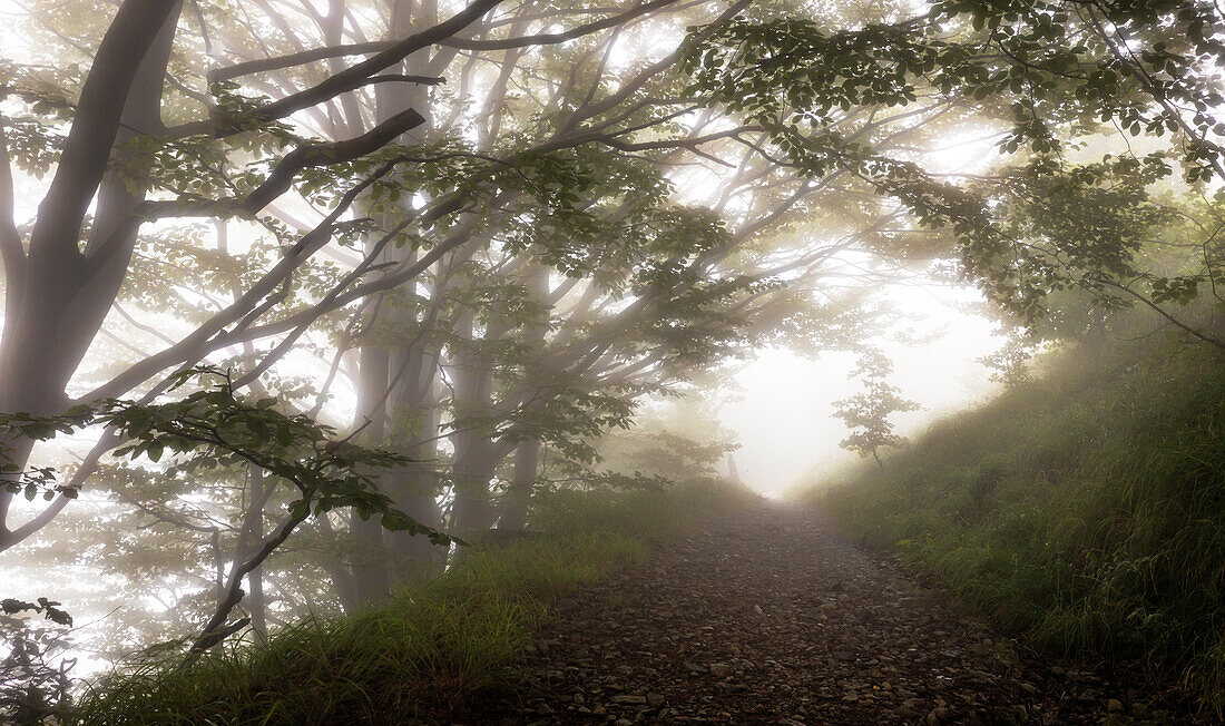 Bäume im Nebel auf dem ligurischen Apennin, Provinz Savona, Ligurien, Italien, Europa.