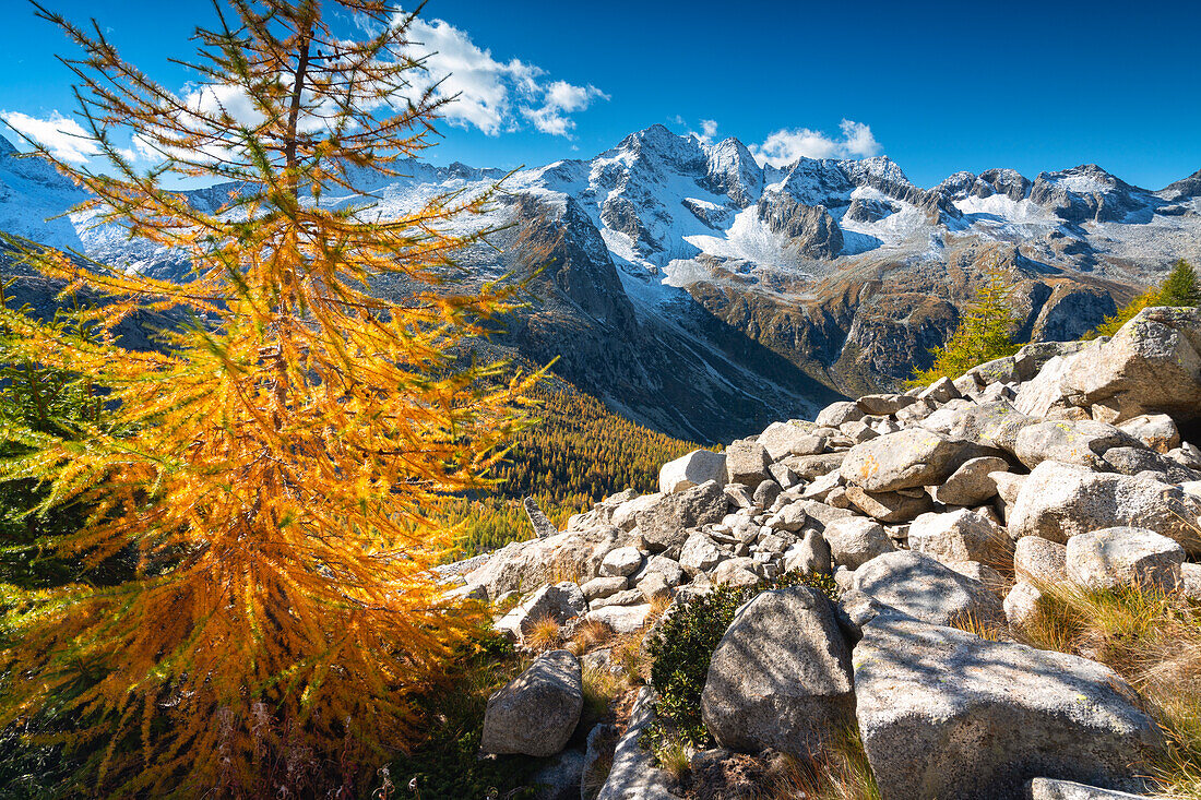 Autumn season in Adamello park, avio valley in Brescia province, Lombardy district in Italy.