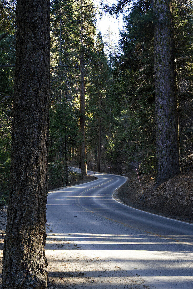 Die Straße durch den Sequoia-Nationalpark, Kalifornien, USA