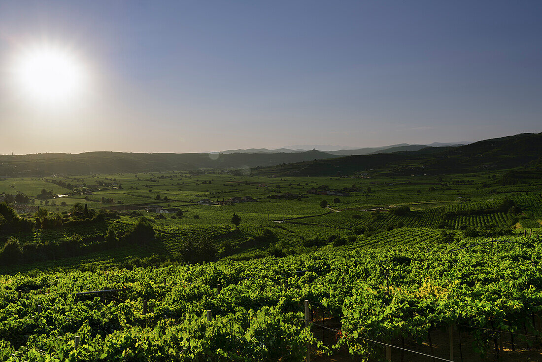 Weinberge am Monte rotondo mit Frontsonne Soave, Verona, Venetien, Italien, Europa, Südeuropa