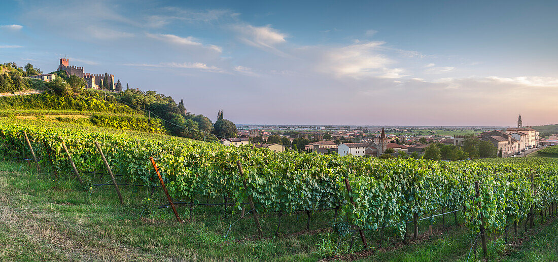 Weinberge in Soave, mit dem Scaliger Schloss, der Stadt Soave und der Wallfahrtskirche Paganella im Hintergrund, während des späten Nachmittags Soave, Verona, Venetien, Italien, Europa, Südeuropa