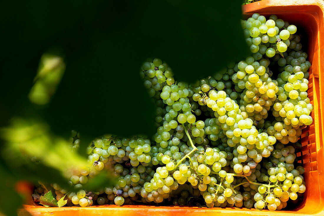 Weinlese in Franciacorta, Provinz Brescia in der Lombardei, Italien, Europa.