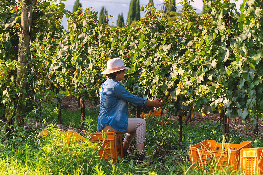 Harvest in Franciacorta, Brescia province in Lombardy district, Italy, Europe.