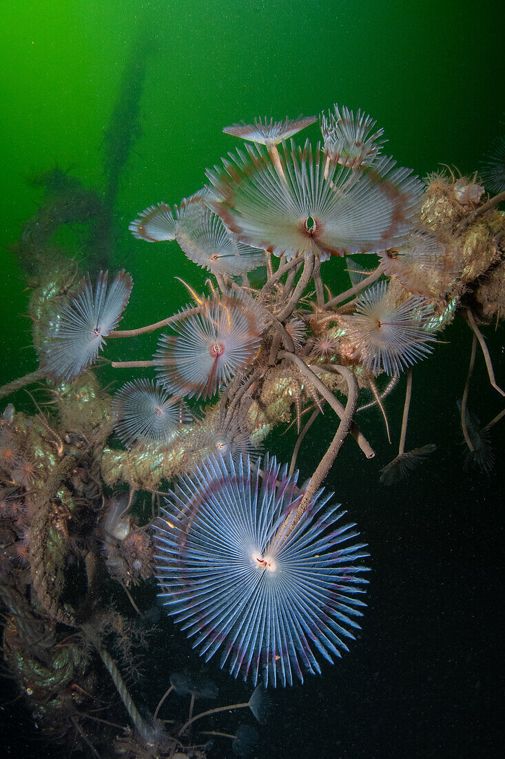 Eine Gruppe von Erbsenwürmern (Sabella Pavonina) mit ihren Futterköpfen in voller Pracht, die an einem weggeworfenen Seil befestigt sind, mit phytoplanktonreichem grünem Wasser im Hintergrund. Das Seil steigt zur Oberfläche auf. Loch Etive, Schottland.