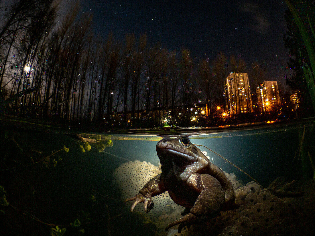 A common frog - rena temporaria - among frog spawn at night. The moon and tower blocks are visible in the background. Glasgow, Scotland.