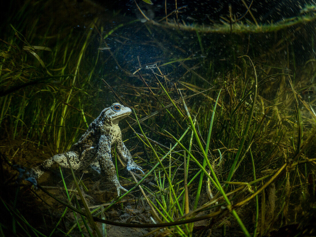 A common toad - Bufo Bufo - shot underwater in a grassy ditch at night. The toad is lit by a spotlight.