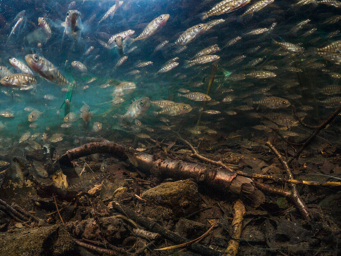 Three Spined Sticklebacks - Gasterosteus aculeatus - schooling underwater. Shot with a slow-shutter to emphasise the movement. At the bottom of the river are twigs, rocks, leaves and rocks.