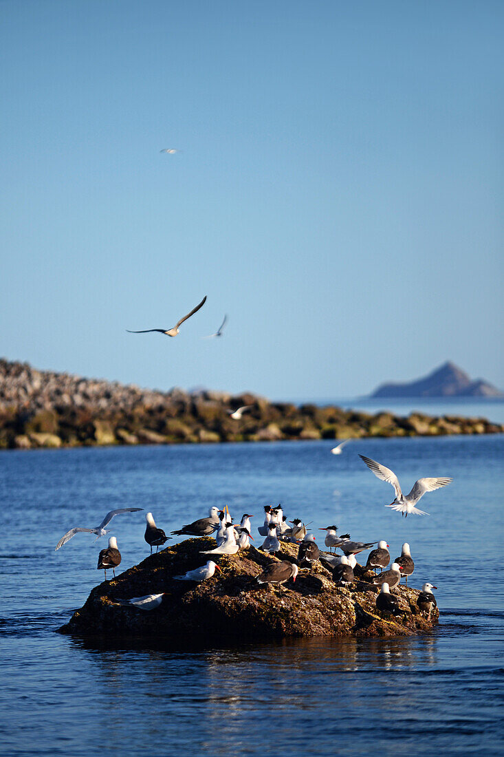 Elegant Seeschwalben (Sterna elegans) und Heermanns Möwe (Larus heermanni) auf der Insel La Rasa, Sea of Cortez, Mexiko