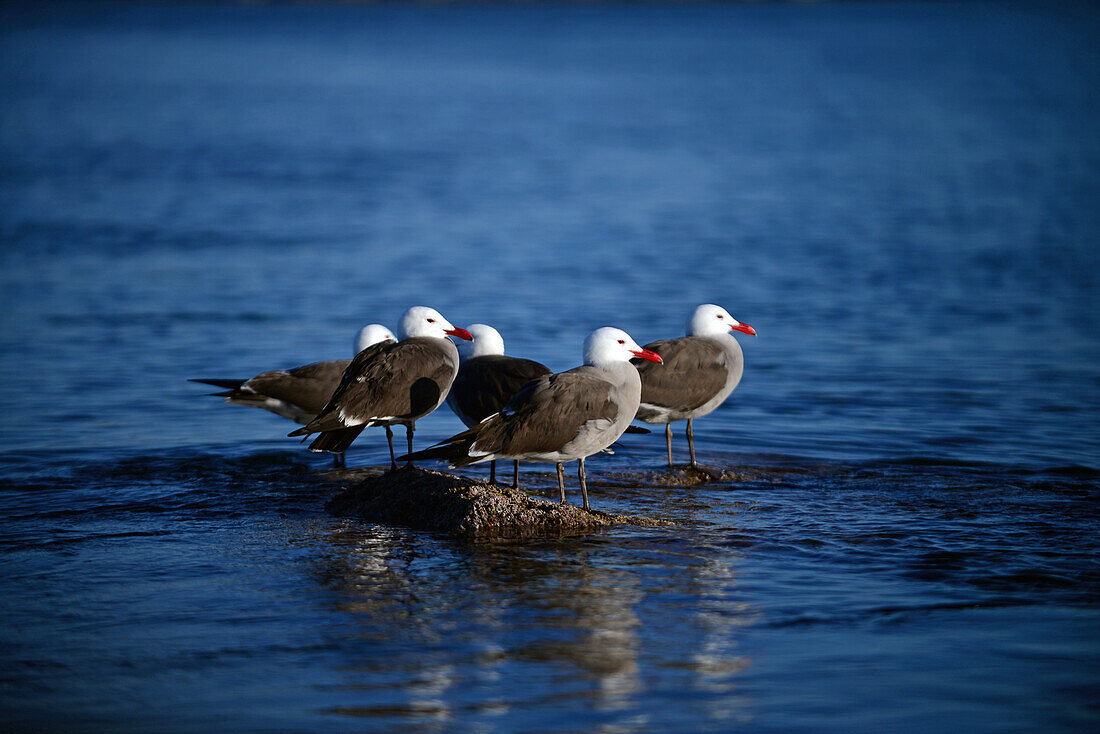 Heermanns Möwen (Larus heermanni) in der Sea of Cortez, Mexiko