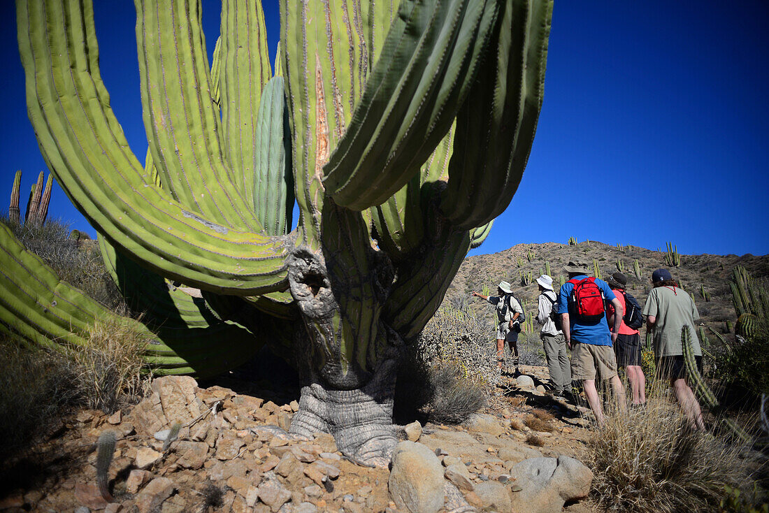 Besucher betrachten einen großen mexikanischen Riesenkardonkaktus (Pachycereus pringlei) auf der Isla Santa Catalina, Baja California Sur, Mexiko.