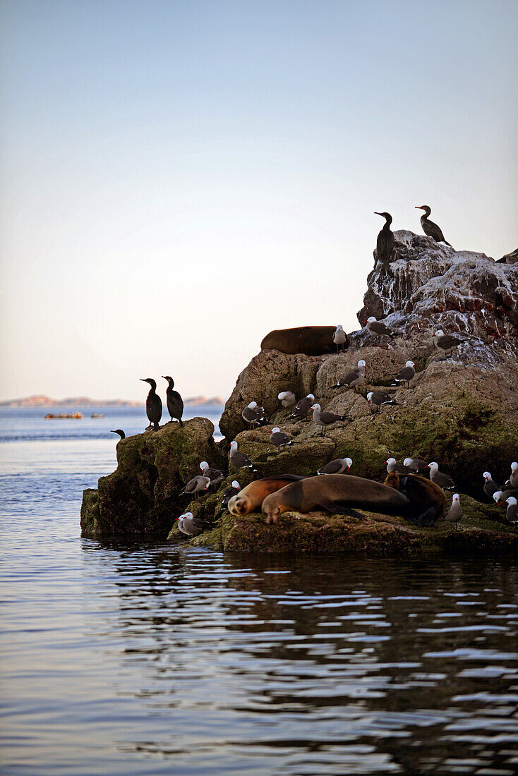 Heermanns Möwen (Larus heermanni), Brandts Kormorane (Phalacrocorax penicillatus) und Kalifornische Seelöwen (Zalophus Californianus) in der Sea of Cortez, Mexiko