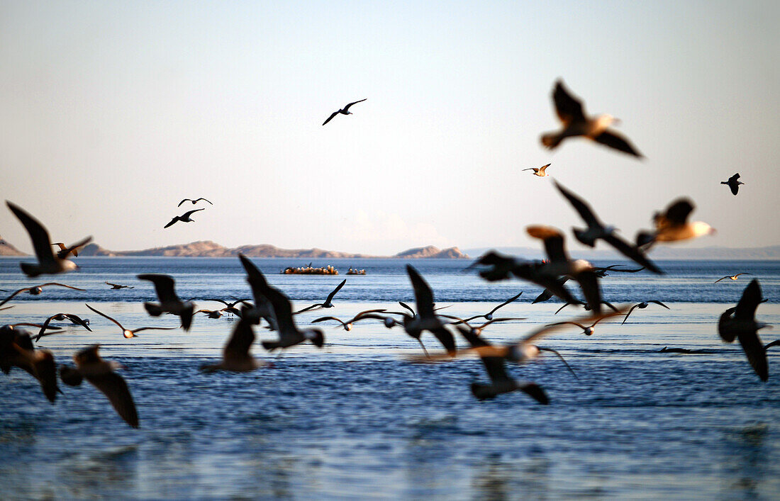 Flock of Heermann's Gulls (Larus heermanni) in the middle Gulf of California (Sea of Cortez), Mexico