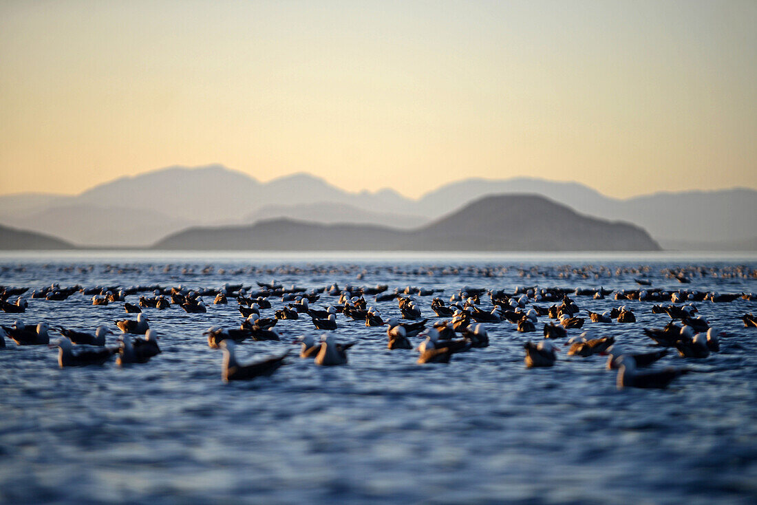 Tausende von Heermann-Möwen (Larus heermanni) rasten auf den Gewässern der Sea of Cortez, Baja California Sur, Mexiko