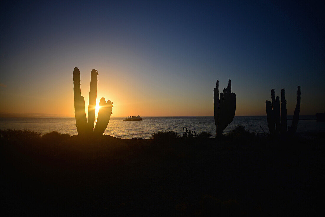 Mexican giant cardon cactus (Pachycereus pringlei) and cruise boat at sunset on Isla San Esteban, Baja California, Mexico.
