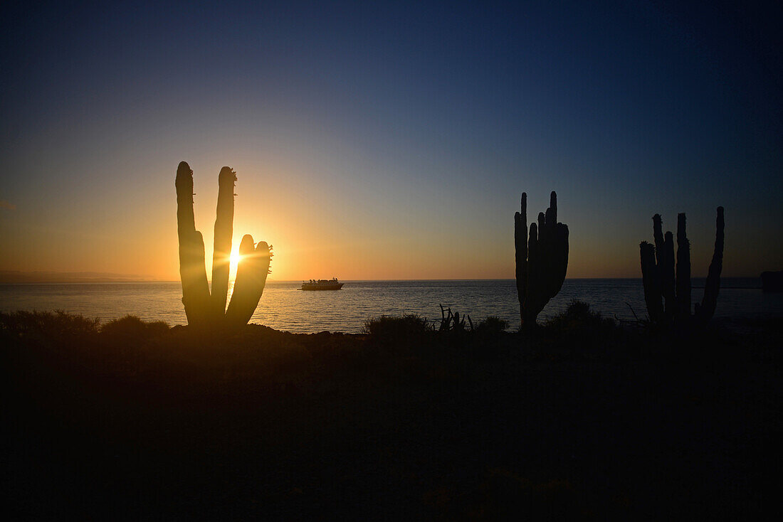 Mexikanischer Riesenkardonkaktus (Pachycereus pringlei) und Kreuzfahrtschiff bei Sonnenuntergang auf der Isla San Esteban, Baja California, Mexiko.