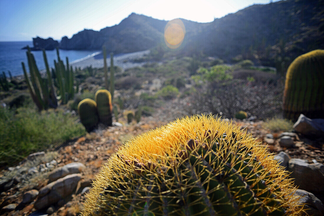 Endemic giant barrel cactus (Ferocactus diguetii), Isla Santa Catalina, Gulf of California (Sea of Cortez), Baja California Sur, Mexico, North America