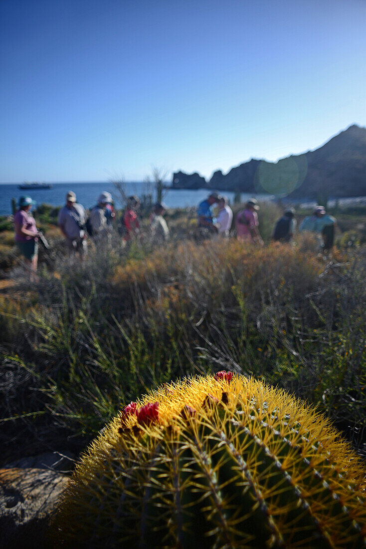 Endemic giant barrel cactus (Ferocactus diguetii), Isla Santa Catalina, Gulf of California (Sea of Cortez), Baja California Sur, Mexico, North America