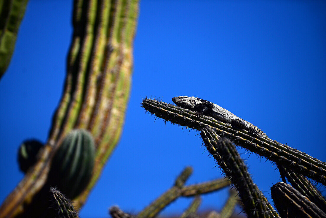 San Esteban Spiny-tailed Iguana (Ctenosaura conspicuosa), an endemic iguana found only on Isla San Esteban in the Gulf of California, Sea of Cortez, Mexico