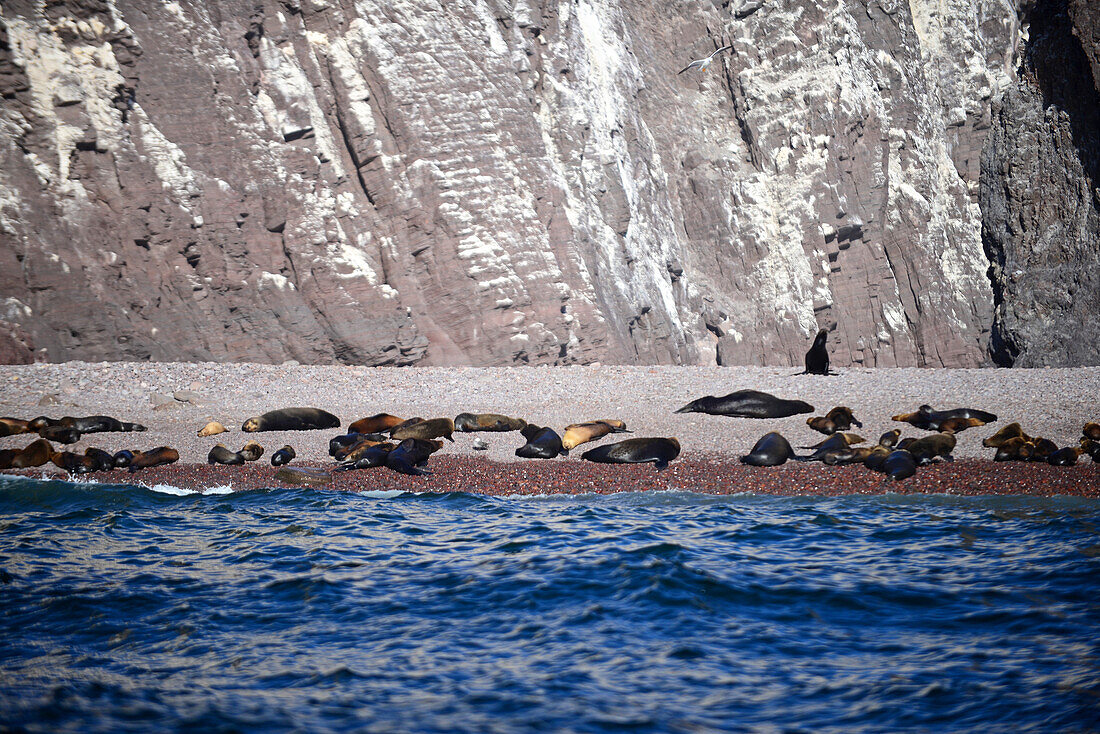 California sea lions (Zalophus californianus) in Baja California Sur, Mexico.