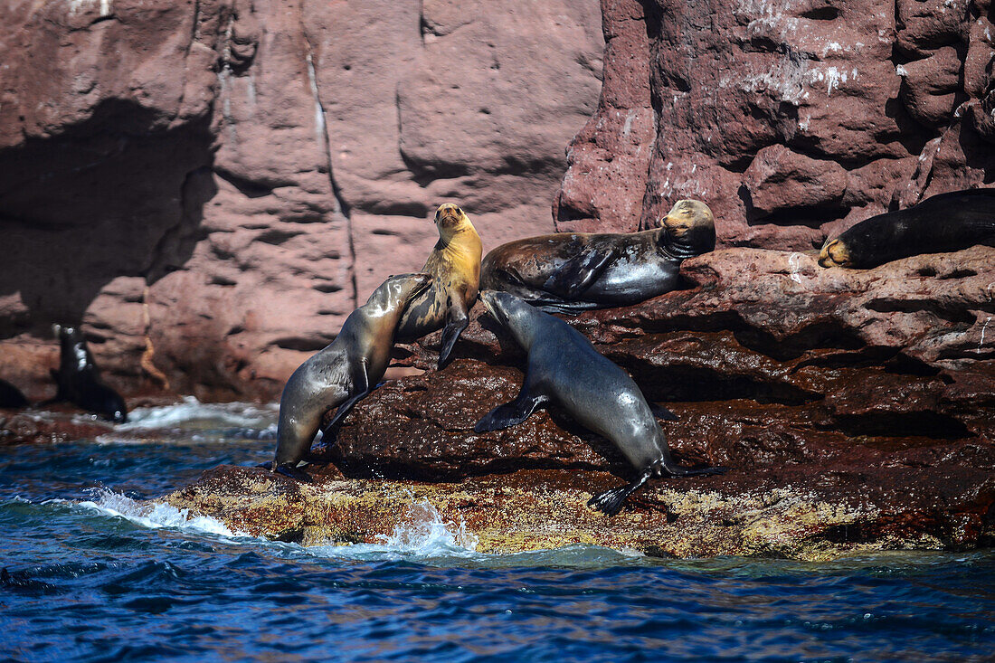 Kalifornische Seelöwen (Zalophus californianus) in der Baja California Sur, Mexiko.