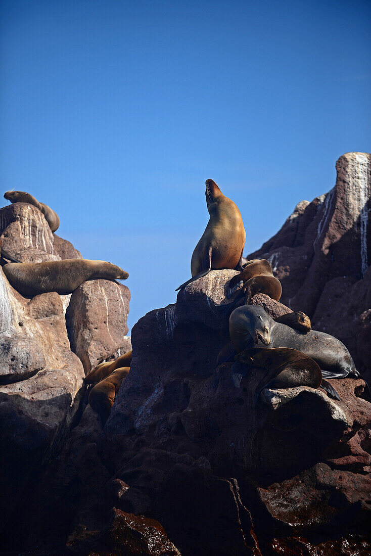 Kalifornische Seelöwen (Zalophus californianus) in Baja California Sur, Mexiko.