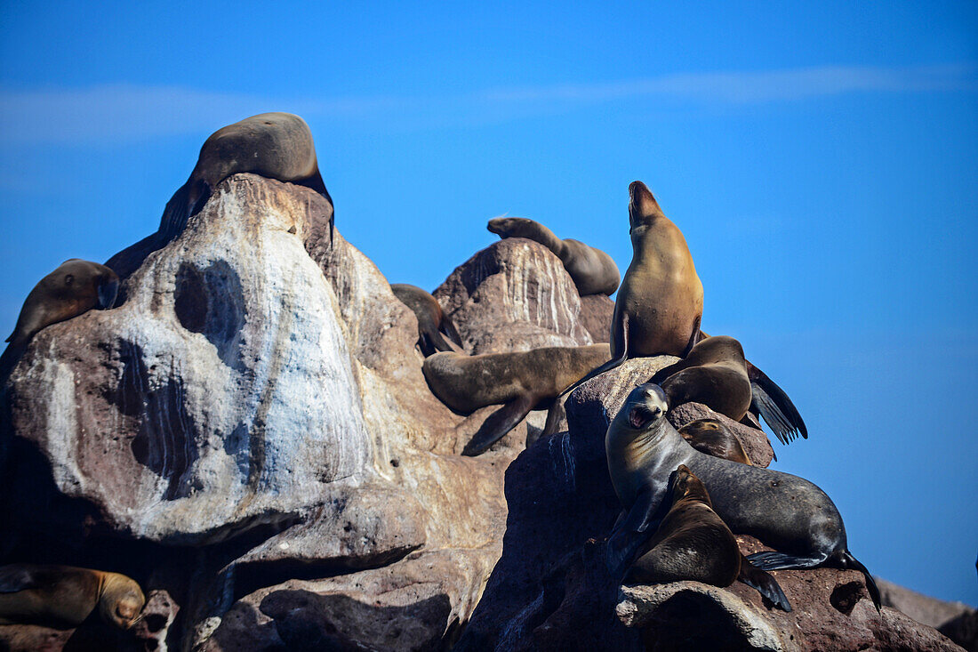 Kalifornische Seelöwen (Zalophus californianus) in Baja California Sur, Mexiko.