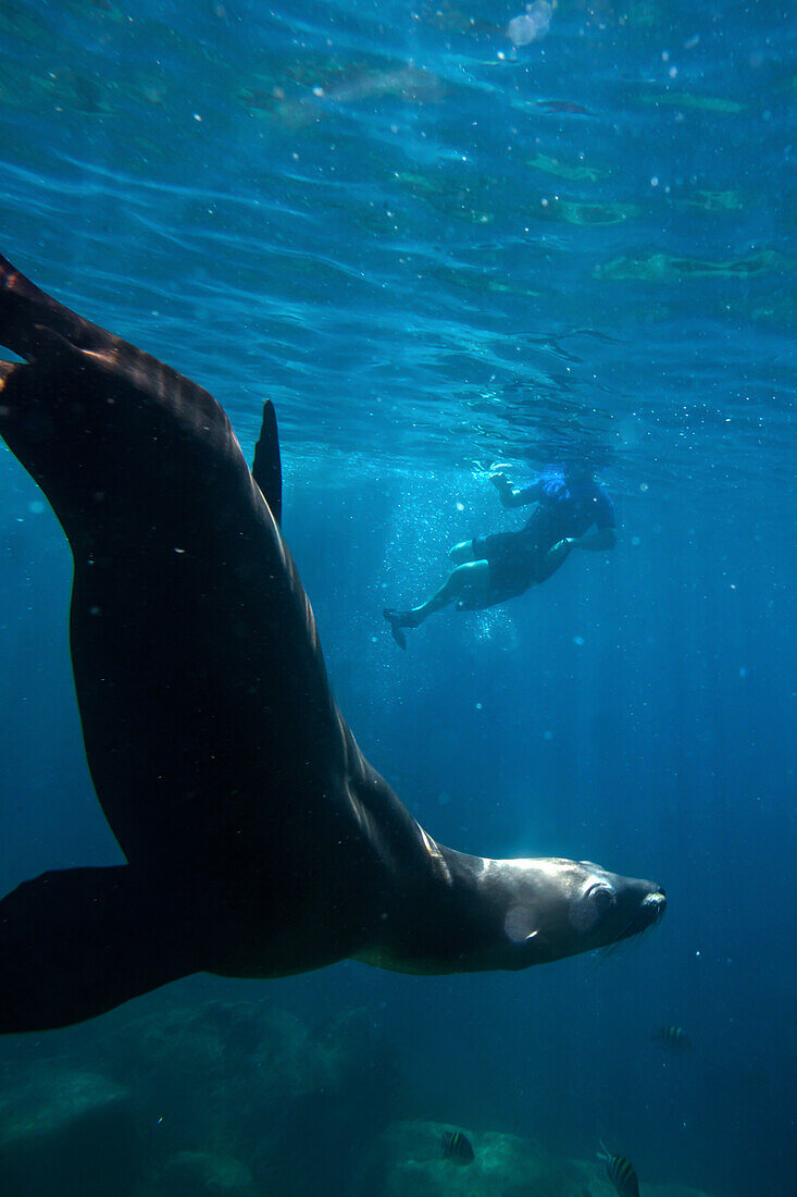Snorkeling with california sea lions (Zalophus californianus) in waters off Los Islotes, Sea of Cortez, Baja California Sur, Mexico