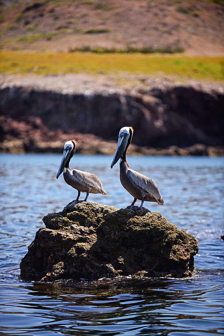 Brown pelicans (Pelecanus occidentalis) in Sea of Cortez, Baja California Sur, Mexico.