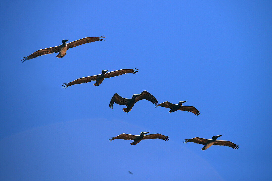 Brown pelicans (Pelecanus occidentalis) in flight, Sea of Cortez, Baja California Sur, Mexico.