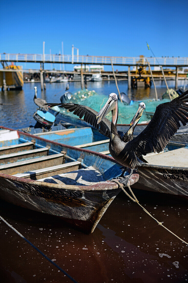 Pelikane auf Fischerbooten, Santa Rosalia, Baja California Sur, Mexiko