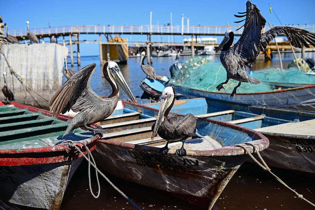 Pelicans on fishing boats, Santa Rosalia, Baja California Sur, Mexico