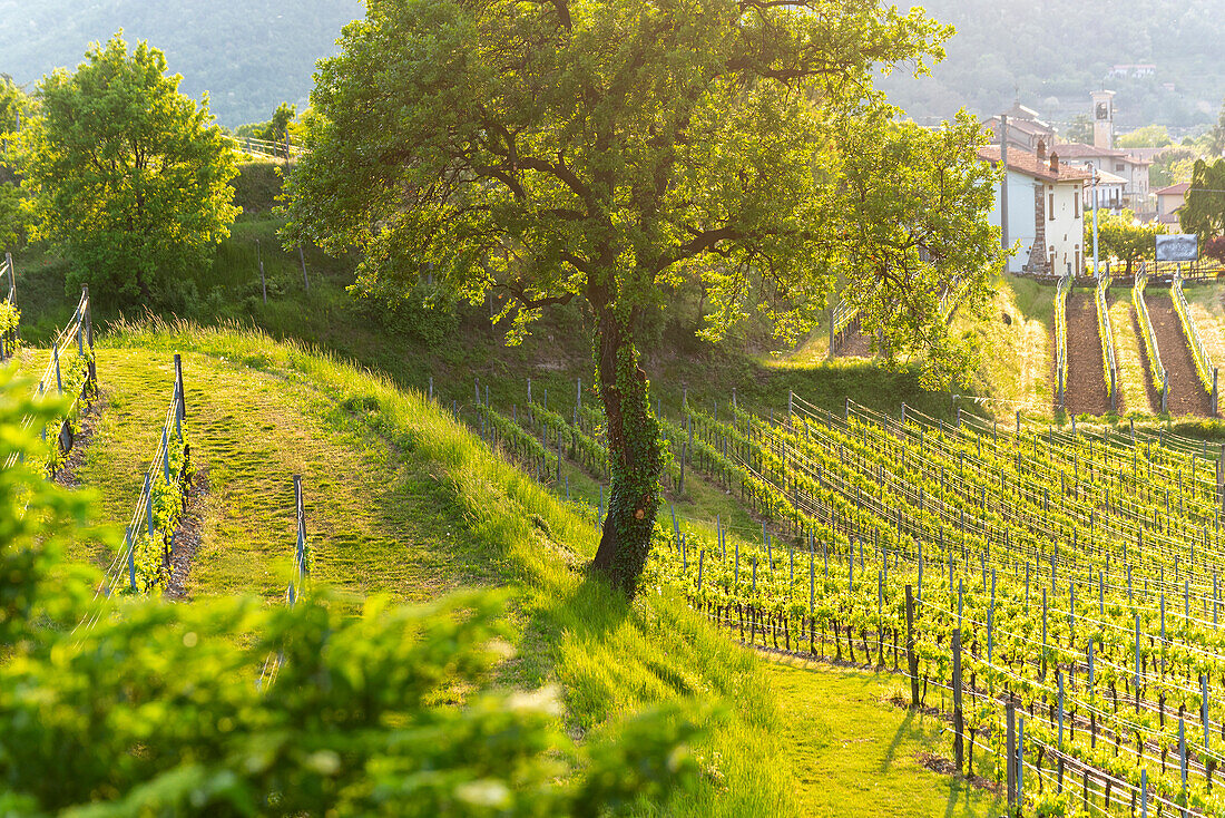 Frühling in Franciacorta, Provinz Brescia in der Lombardei, Italien, Europa.