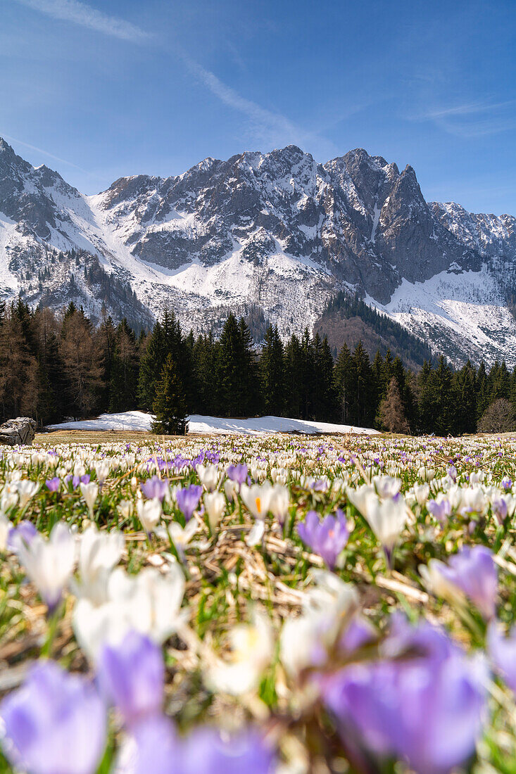 Spring season in Orobie alps, Bergamo province in Lombardy district, Italy.