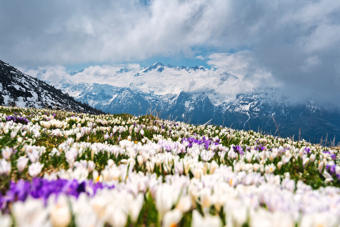 Crocus blooming in Adamello park, Brescia province in Lombardy district, Italy.