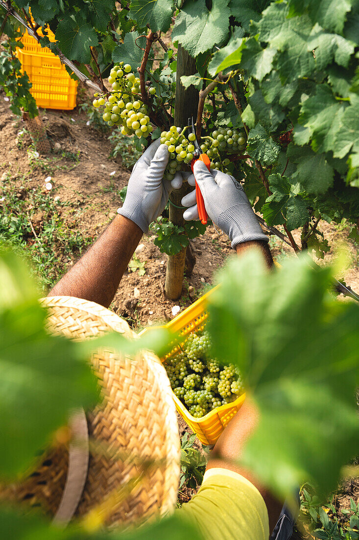 Ernte in Franciacorta in der Sommersaison, Provinz Brescia im Bezirk Lombardei, Italien, Europa.